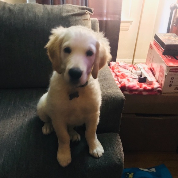 Meet your Posher, Lori, Buddy, & now Henri’s mom & Miss Teddi too! ❤️ - Picture 4 of 5